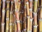 http://tbn1.google.com/images?q=tbn:f9GZIYSXn4L85M:http://hood.eas.asu.edu/che211/wiki/images/2/20/612Sugar_cane.JPG